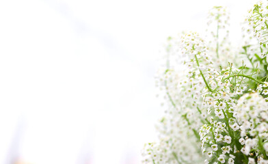 Obraz na płótnie Canvas summer, spring flowers background with bokeh. Alyssum ampel white