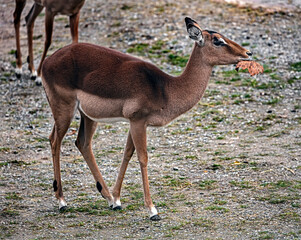 Impala antelope female. Latin name - Aepyceros melampus