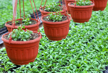 Organic greenhouse. Young plants growing in plant in commercial greenhouse. seedlings