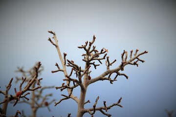 tree branches against blue sky