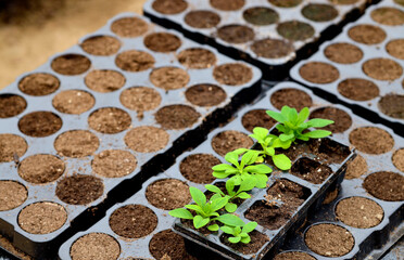 plastic pots for vegetable seedlings gardening concept. Fresh vegetables