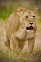 Obraz na płótnie Canvas Lion in the Serengeti Park Kenya