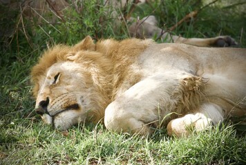 Lion in the Serengeti Park Kenya