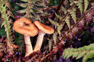 Mushrooms grow in the forest. Mushrooms close-up in the fern.