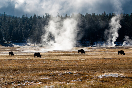 Four bison grazing in pasture in front of geysers