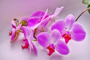 Orchid blooms , close - up . Pink flower on a white background. Blooming flowers in spring.