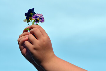 Bouquet of flowers in children's hands. Violets against the sky.