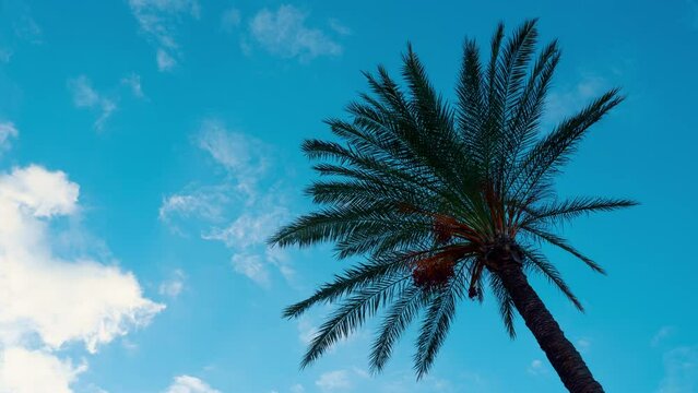 Palm tree against blue cloudy sky. Timelapse. Leaves, trunk, branches of exotic tall plants. Bottom view. Tropical vacations, paradise idyllic place. Street of resort. Travel, tourism, relaxation