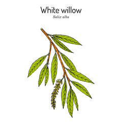 White willow branch salix alba. Hand drawn botanical vector illustration © foxyliam