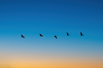 Migrating Sandhill Cranes in the Spring Sky