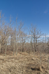 Trees and Forest on a Sunny Day