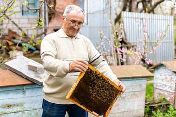 Portrait of an elderly male beekeeper in an apiary near beehives with a frame of honeycombs in the...