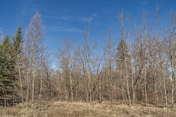 Trees and Forest on a Sunny Day