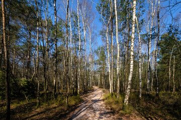 Tonnenberg - Zwolse bos bij Speuld