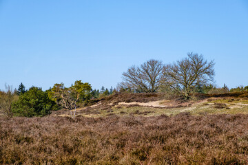 Obraz premium Tonnenberg - Zwolse bos bij Speuld