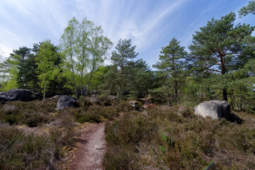 Fototapeta na wymiar Belvederes path in Fontainebleau forest. Denecourt hiking path 16