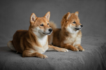 Japanese Shiba Inu dogs Mom and daughter shiba inu dogs lie on the sofa. Cute dog
