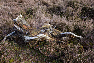 Leuvenumse bossen, Hulshortserzand