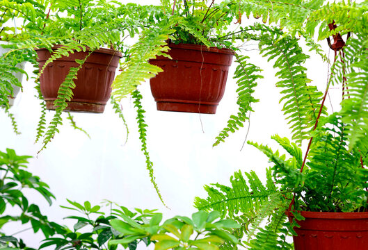 Pot Of Hanging Boston Fern. House Plants Background