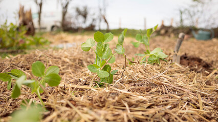 Organic garden backround. Planting fresh plants in natural soil