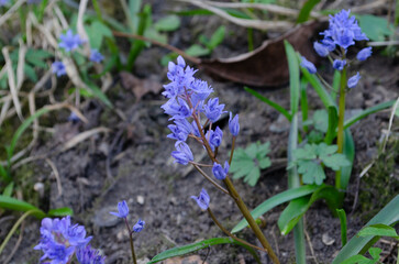 Closeup of blooming blue scilla luciliae flowers in sunny day. First spring bulbous plants.