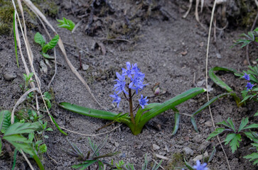 Closeup of blooming blue scilla luciliae flowers in sunny day. First spring bulbous plants.