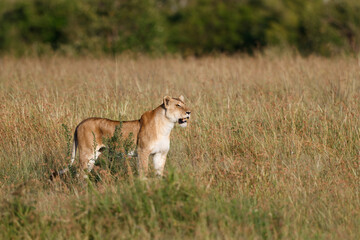Fototapeta na wymiar Lion hunting in the high grass in the Masai Mara National Park in Kenya