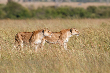 Fototapeta na wymiar Lion hunting in the high grass in the Masai Mara National Park in Kenya