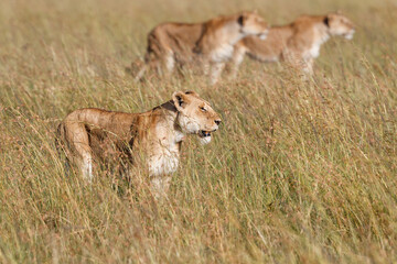 Lion hunting in the high grass in the Masai Mara National Park in Kenya