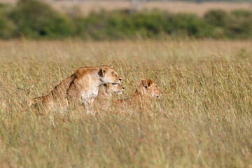 Lion hunting in the high grass in the Masai Mara National Park in Kenya