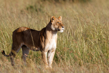Lion hunting in the high grass in the Masai Mara National Park in Kenya