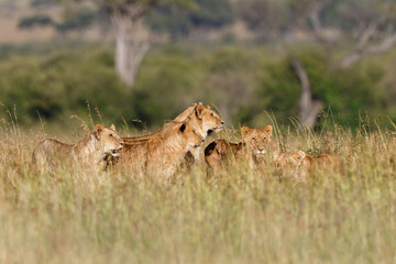 Lion hunting in the high grass in the Masai Mara National Park in Kenya