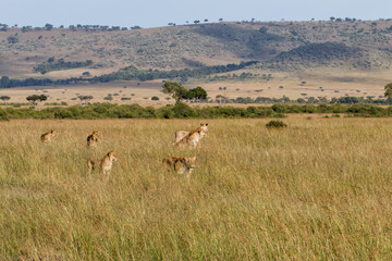 Lion hunting in the high grass in the Masai Mara National Park in Kenya