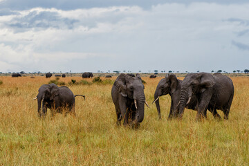 Elephant herd following a young bull who was trying to mate on the plains of the Masai Mara National Park in Kenya