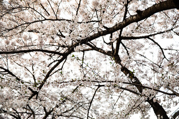 White cherry blossoms in full bloom in Yeouido on a warm spring day,