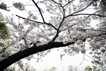 White cherry blossoms in full bloom in Yeouido on a warm spring day,