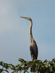 Heron