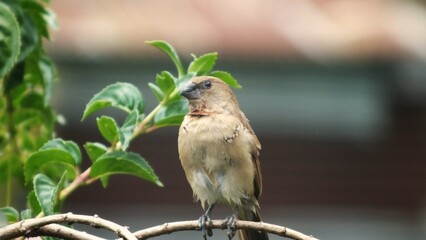 Sparrow