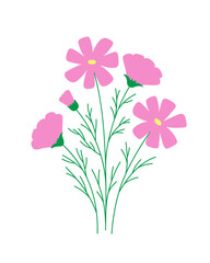 Light pink cosmos flower on white background.