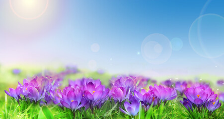 A meadow with lots of purple spring crocus flowers on a sunny day Lens Flare