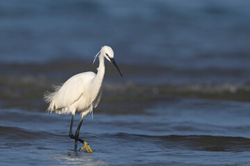 Little Egret (Egretta garzetta), Greece