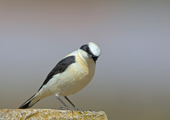 Black-eared Wheatear (Oenanthe melanoleuca), Crete