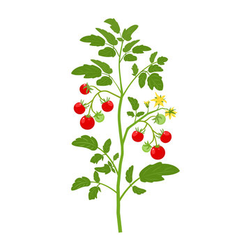 Bush tomatoes with fruits and flowers. Vector illustration of growing vegetable on white background.