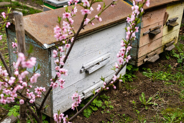 Rows of hives under branches with cherry blossoms. Apiary in the spring in aperil. Honeybees collecting pollen from white flowers in garden.