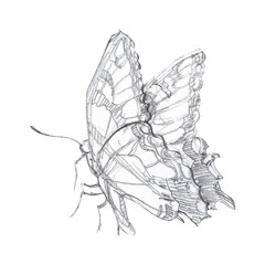 hand-drawn butterfly on a white background