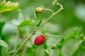 Wild strawberry in forrest. Red and unripe wild strawberry on bush.