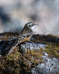 Rusty-flanked treecreeper (Certhia nipalensis) or the Nepal treecreeper photographed near Lachen in North Sikkim, India