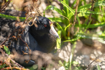 Eurasian coot (Fulica atra) resting in the grass. 