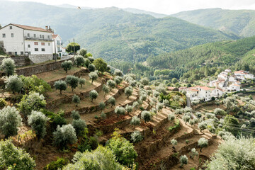 Fototapeta na wymiar Bergpanorama mit Olivenplantage