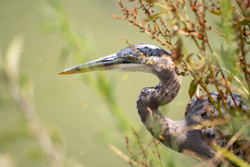 Close up of Great blue heron. Wildlife photography.	